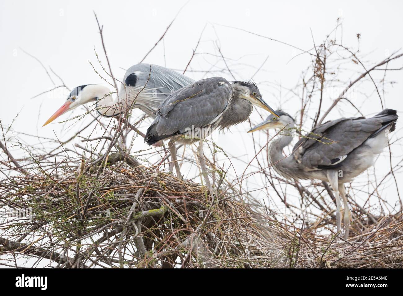 Héron gris (Ardea cinerea), trois hérons gris perçant sur un nid dans un arbre, France Banque D'Images