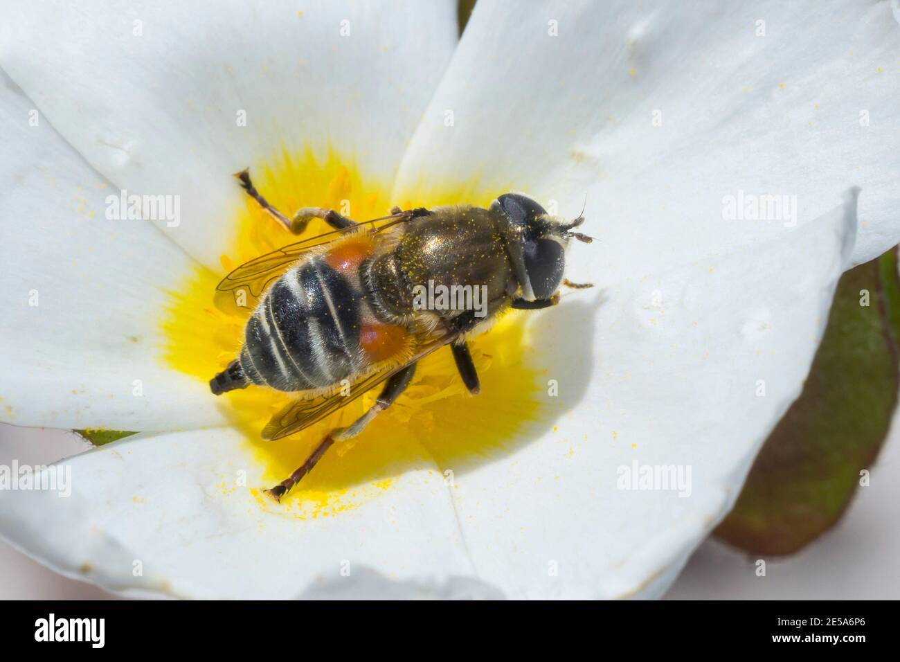Planque (Merodon spec.), se trouve sur une fleur, Allemagne Banque D'Images