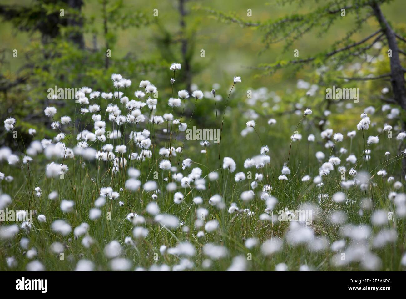 Coton de queue de lièvre, coton de Tussock, caramel en feuilles (Eriophorum vaginatum), fructification, Allemagne Banque D'Images