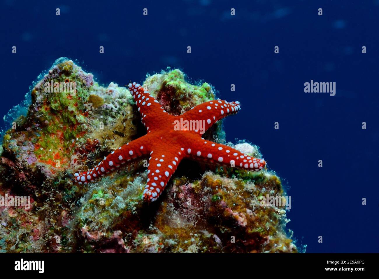 Fromia ghardaqana, étoile de mer ghardaqa, étoile de mer en tuiles royales, Ghardaqa-Seestern Banque D'Images