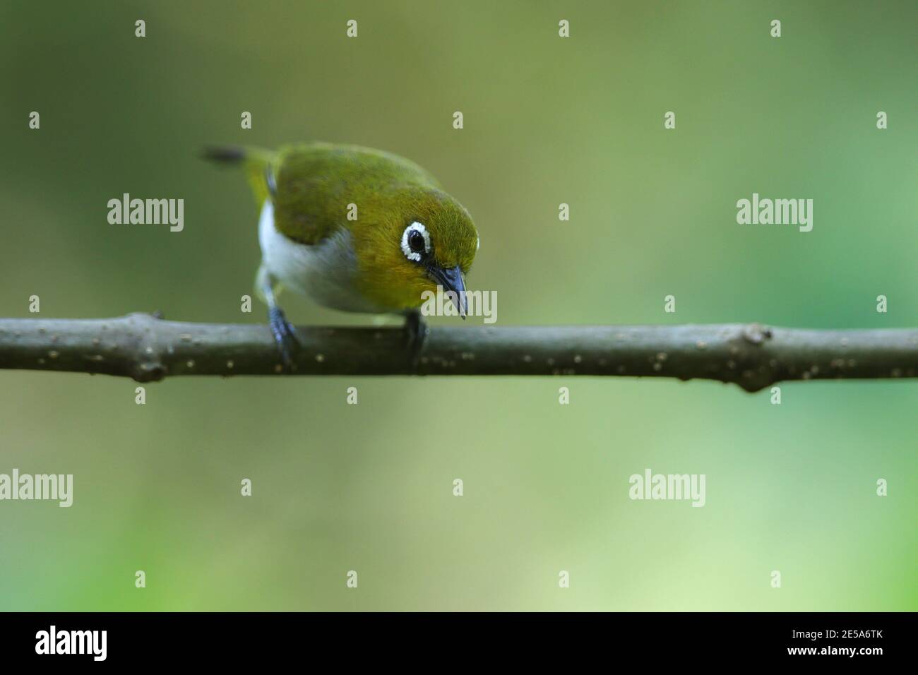 Œil blanc à ventre pâle (Zosterops consobrinorum), perché sur une branche de la forêt tropicale, Indonésie, Sulawesi, Kendari Banque D'Images
