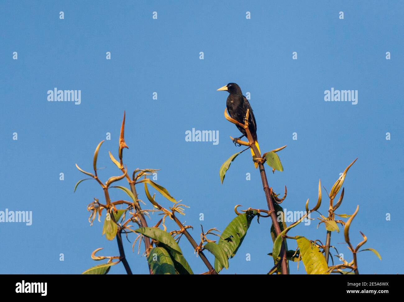Cacique à rumissement jaune (Cacicus cela), adulte perché dans un arbre, Pérou, Parc national de Manu Banque D'Images