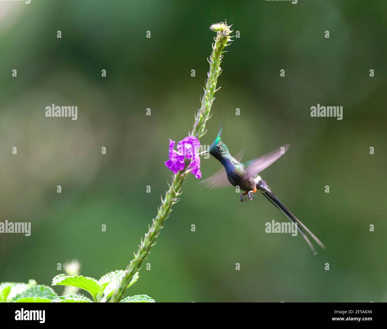 Queue d'épine à craquer (Discosura popelairii), mâle adulte se nourrissant de fleurs, Pérou, Madre de Dios, parc national de Manu Banque D'Images