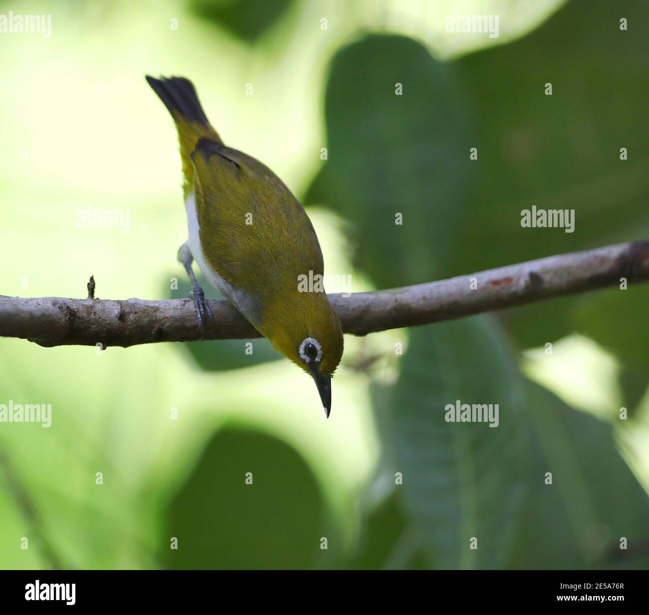 Œil blanc à ventre pâle (Zosterops consobrinorum), perché sur une branche de la forêt tropicale, Indonésie, Sulawesi, Kendari Banque D'Images