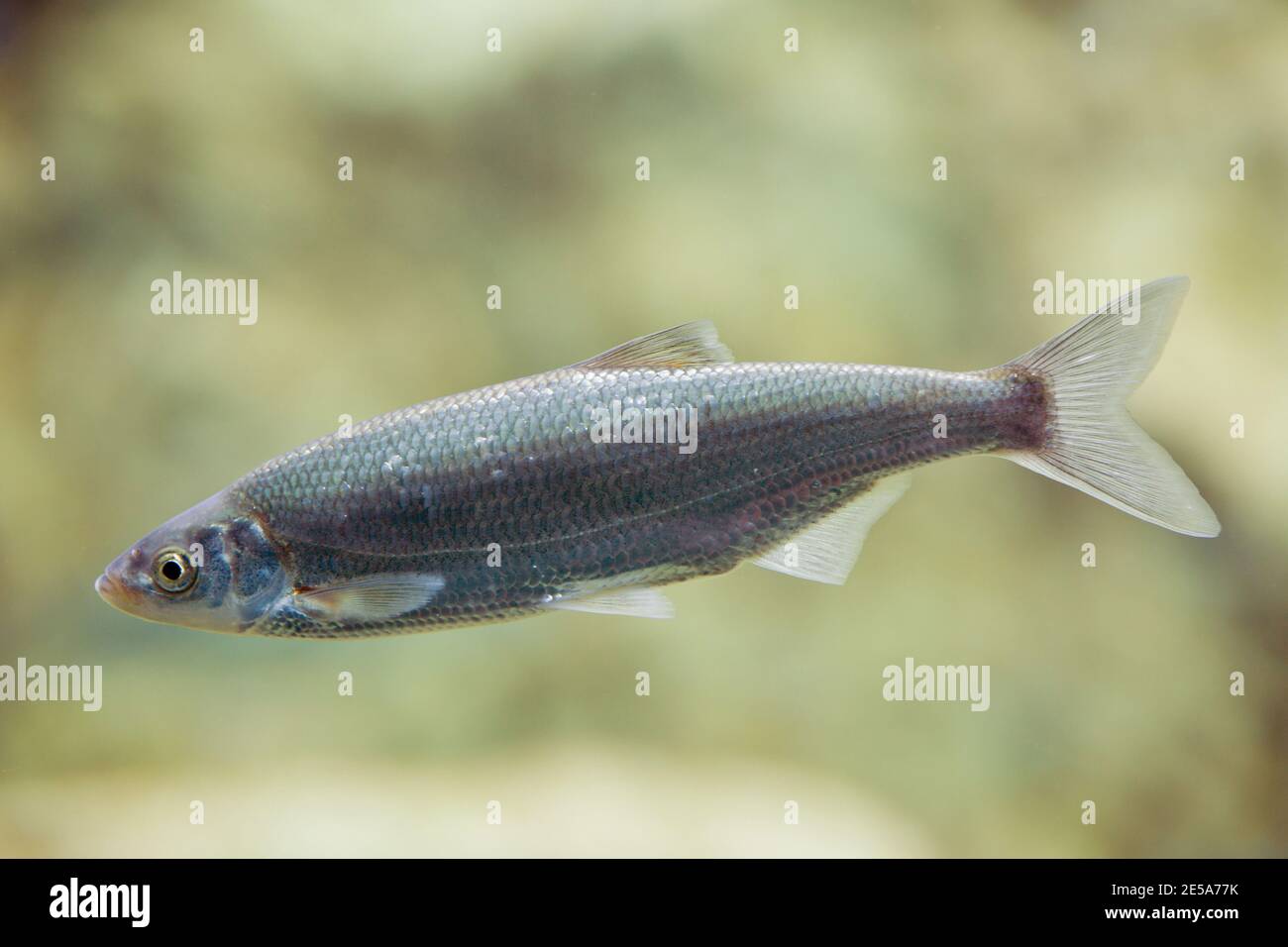 Sombre danubien, sombre Danube, shémaya (Chalcalburus chalcoides, Alburus chalcoides), baignade, vue latérale Banque D'Images