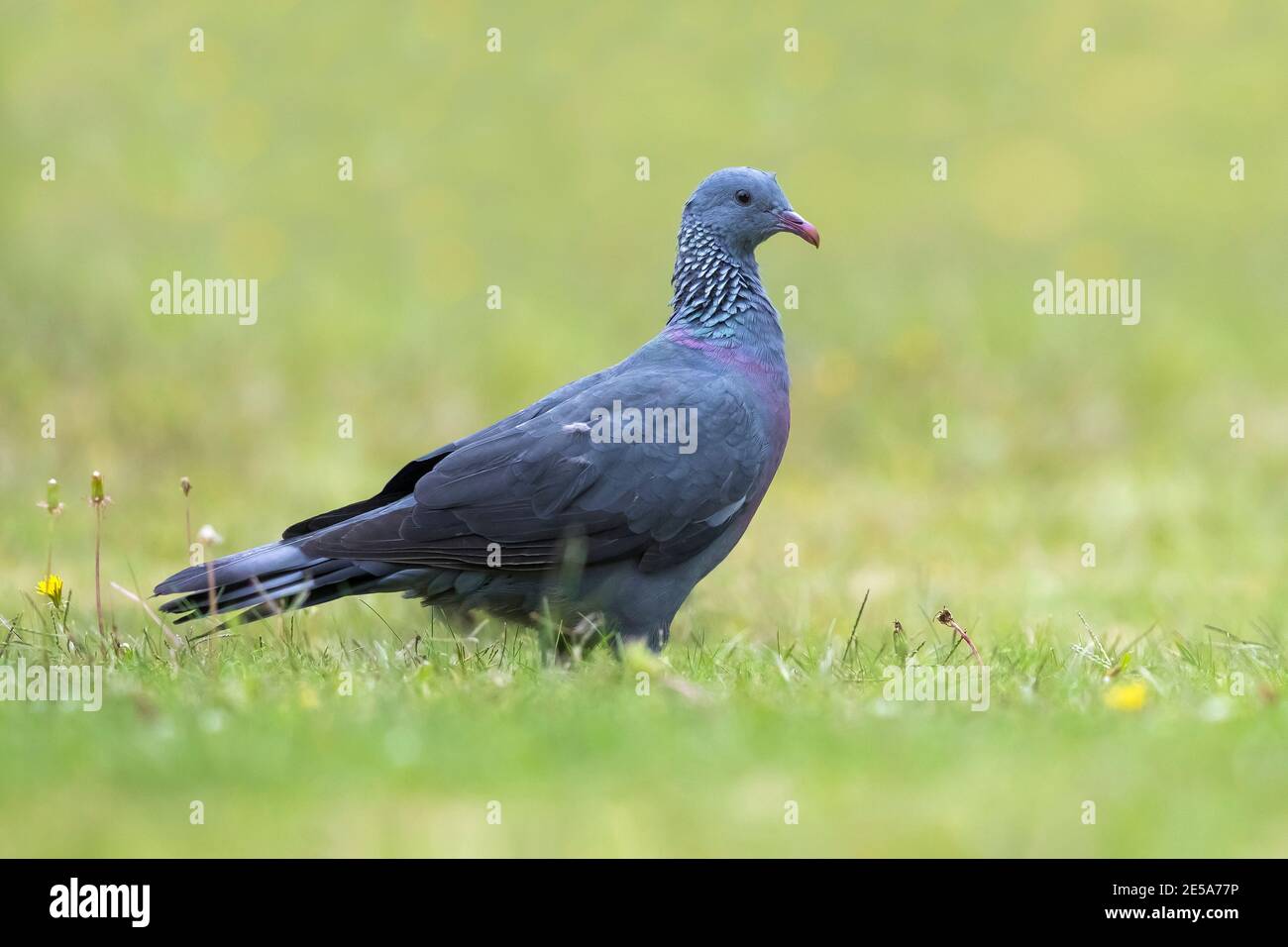 Pigeon de Trocaz, pigeon au Laurier de Madère, pigeon à long embout (Columba trocaz), perché dans l'herbe, Madère Banque D'Images