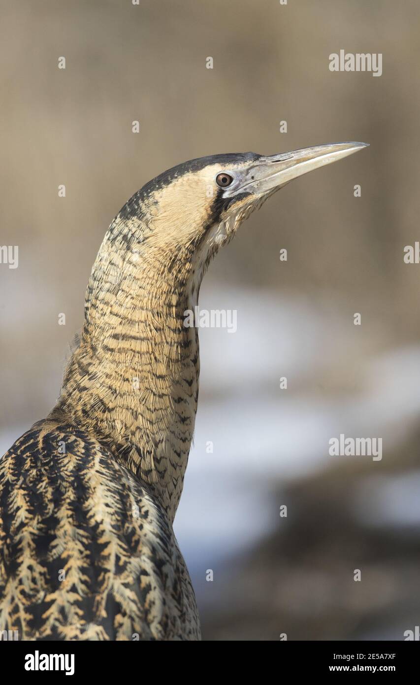 Portrait en gros plan de l'hivernage en bittern (Botaurus stellaris) Banque D'Images