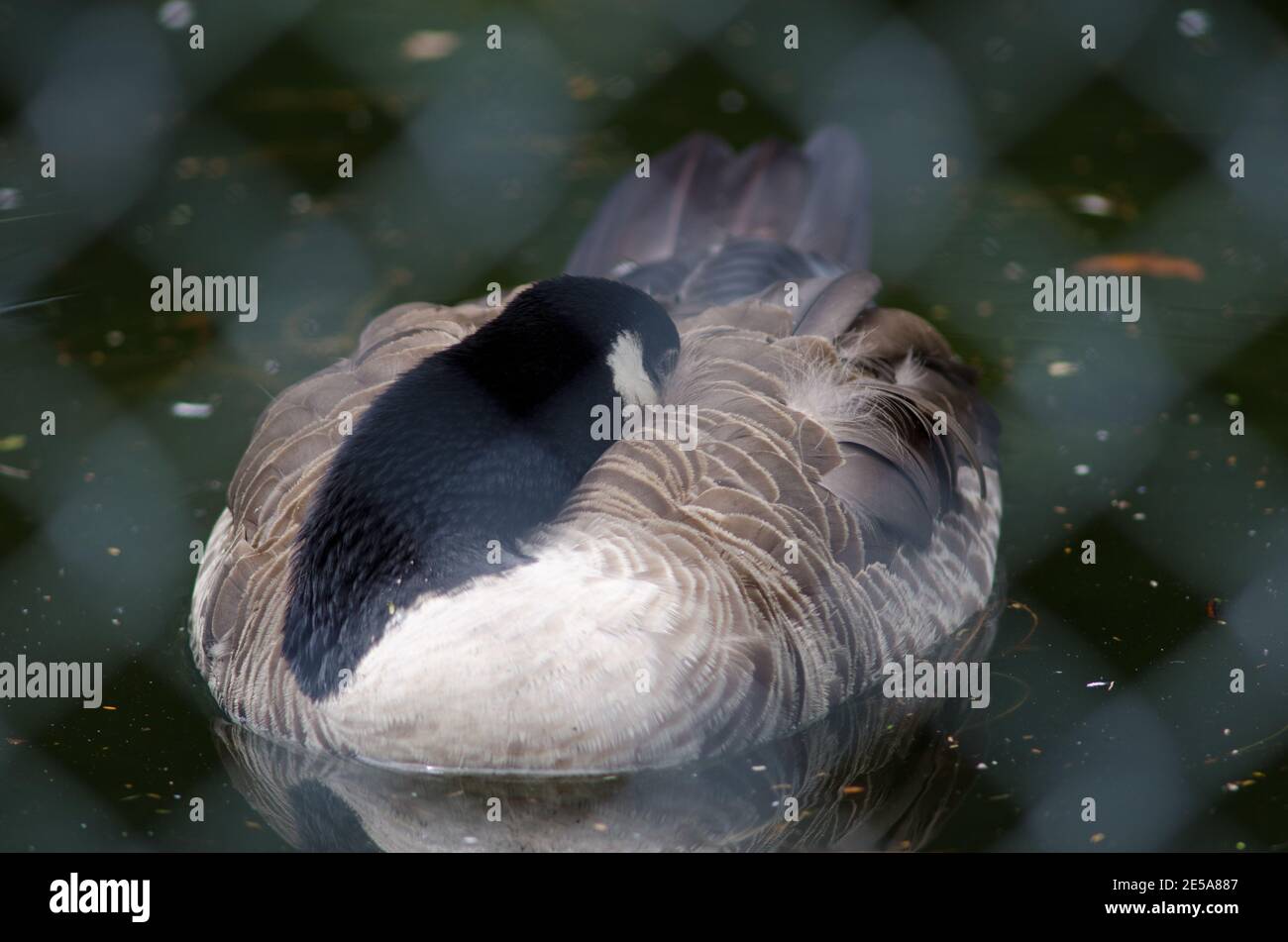 Géant de l'oie du Canada Branta canadensis maxima reposant derrière une grille. Sanctuaire d'oiseaux de te Anau. Te Anau. Sud-pays. Île du Sud. Nouvelle-Zélande. Banque D'Images