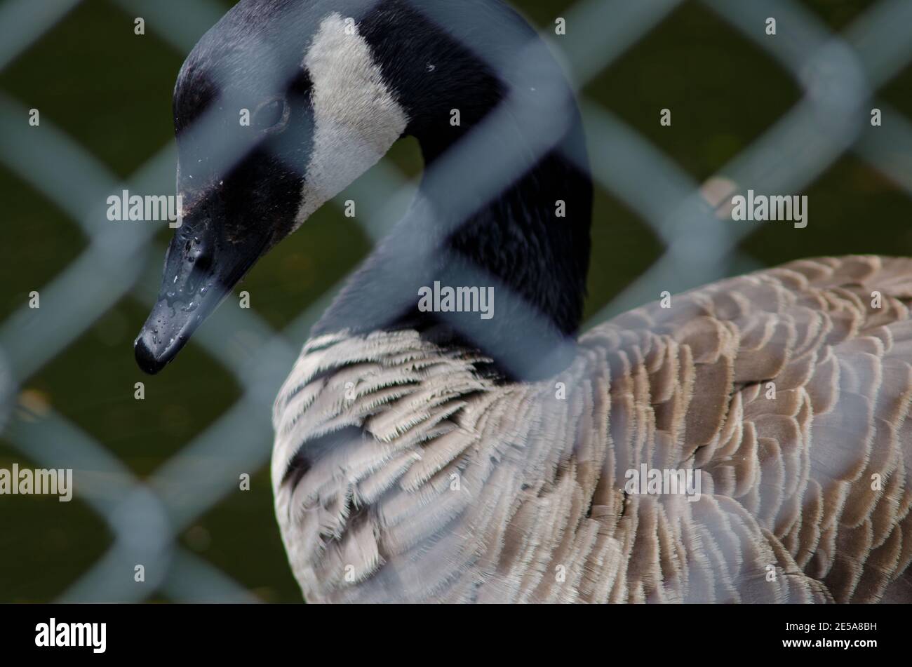 Géant de l'oie du Canada Branta canadensis maxima derrière une grille. Sanctuaire d'oiseaux de te Anau. Te Anau. Sud-pays. Île du Sud. Nouvelle-Zélande. Banque D'Images