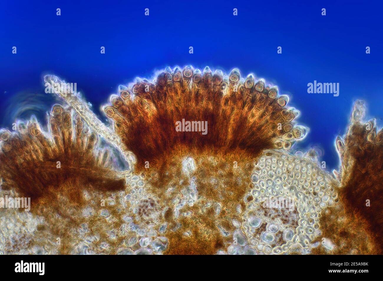 Mildiou sur la tige du blé, champignon Puccinia graminis, rouille des céréales, fond bleu, photomicrographe Banque D'Images