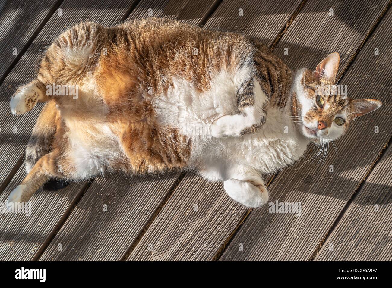 Portrait De Gros Gros Gros Gros Commun Heureux Chat Male Appreciant La Lumiere Du Soleil Avec Son Ventre Vers Le Haut A La Maison Balcon Gros Plan Details Photo Stock Alamy