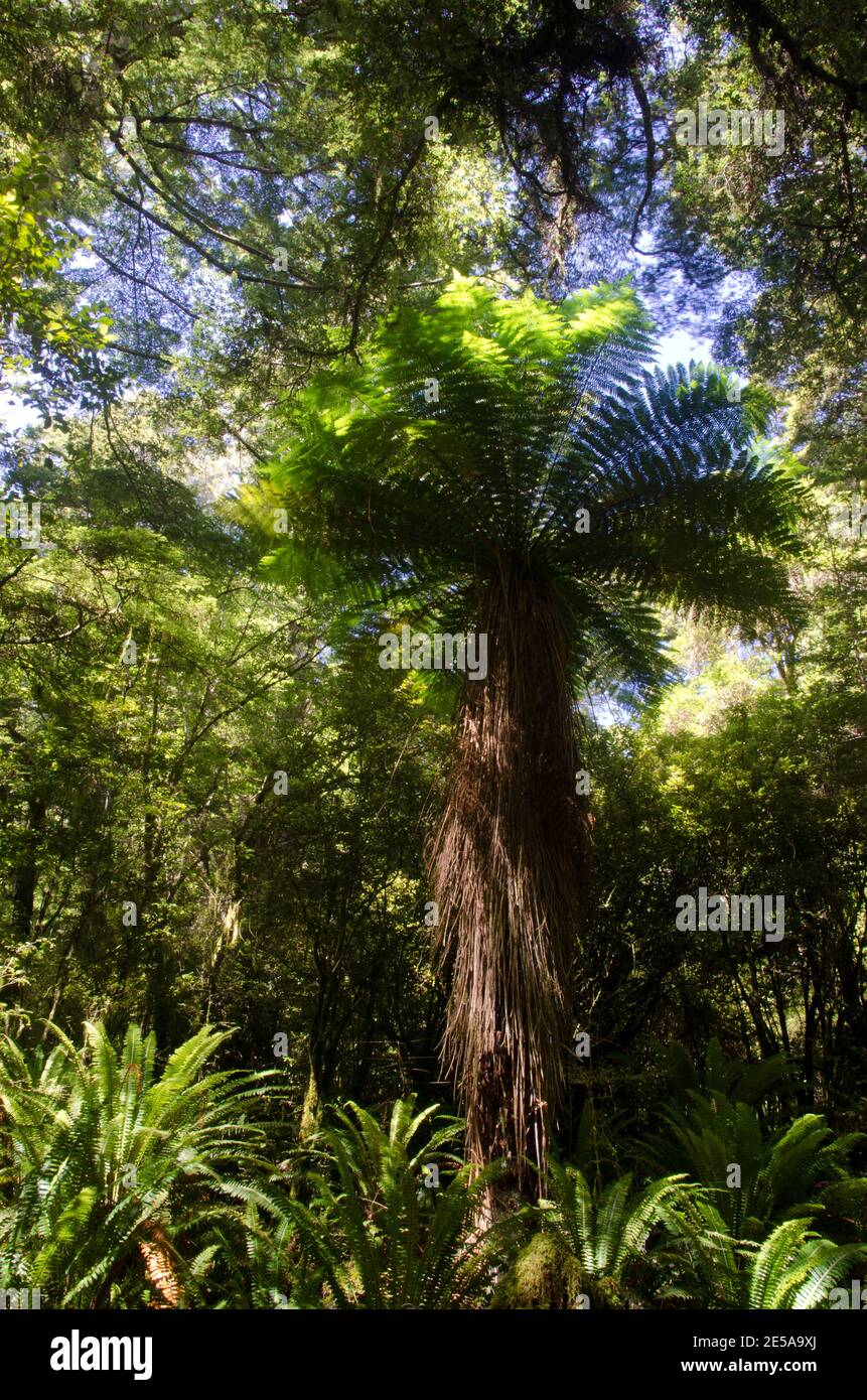 Fougère d'arbre de Nouvelle-Zélande Dicksonia squarrosa. Parc national de Fiordland. Sud-pays. Île du Sud. Nouvelle-Zélande. Banque D'Images