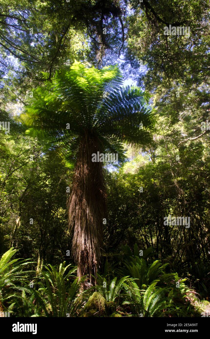 Fougère d'arbre de Nouvelle-Zélande Dicksonia squarrosa. Parc national de Fiordland. Sud-pays. Île du Sud. Nouvelle-Zélande. Banque D'Images