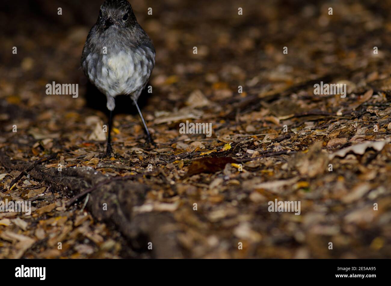 South Island Robin Petroica australis. Parc national de Fiordland. Sud-pays. Île du Sud. Nouvelle-Zélande. Banque D'Images