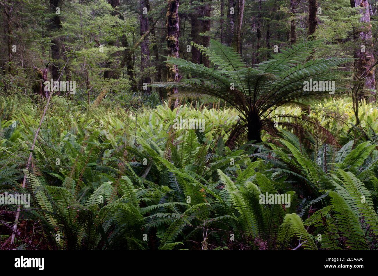 Forêt tropicale avec la fougère d'arbre de Nouvelle-Zélande Dicksonia squarrosa et les fougères de couronne Lomaria décolorent. Parc national de Fiordland. Île du Sud. Nouvelle-Zélande. Banque D'Images