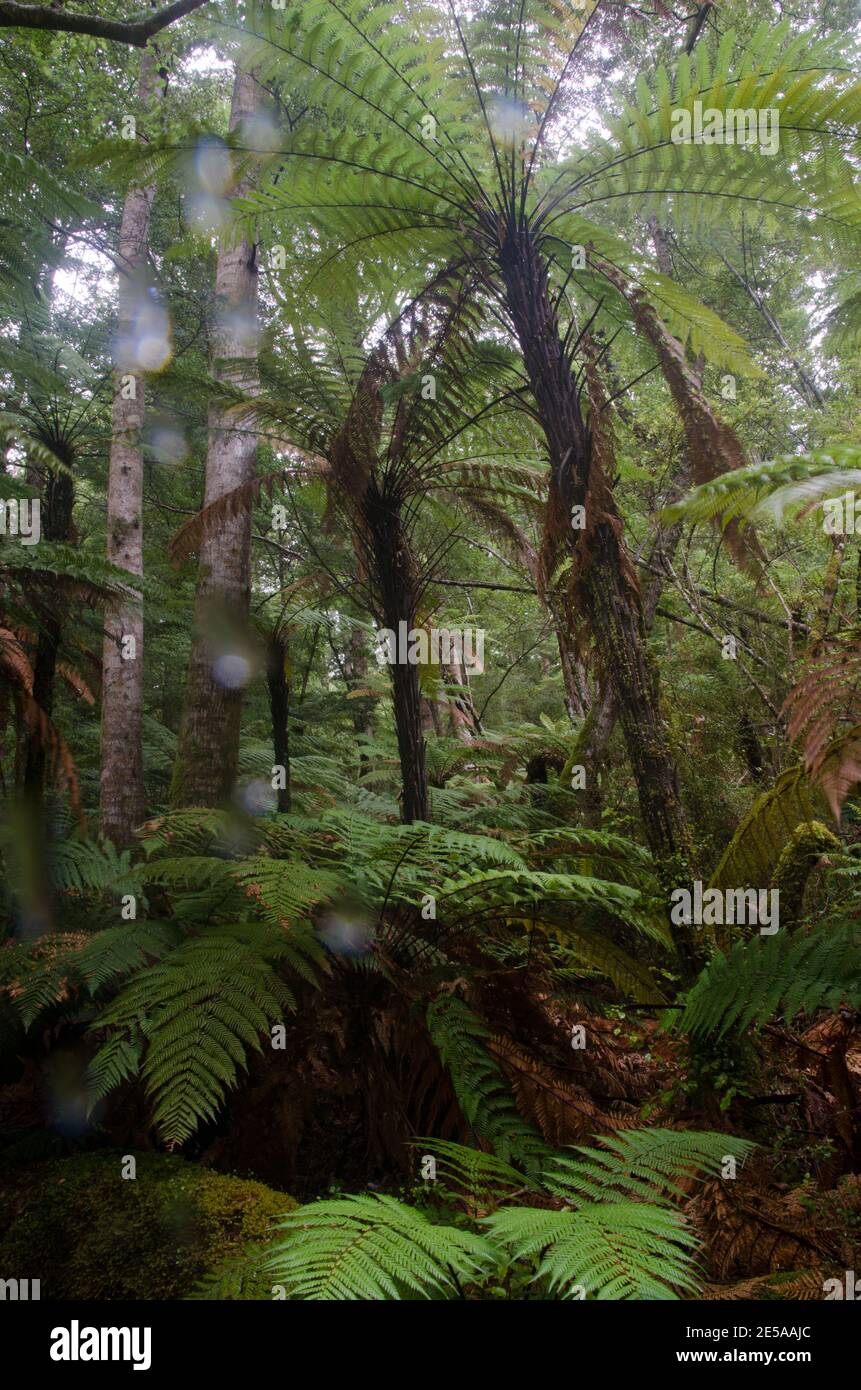 Forêt tropicale avec arbre de Nouvelle-Zélande fougères Dicksonia squarrosa en un jour pluvieux. Parc national de Fiordland. Sud-pays. Île du Sud. Nouvelle-Zélande. Banque D'Images
