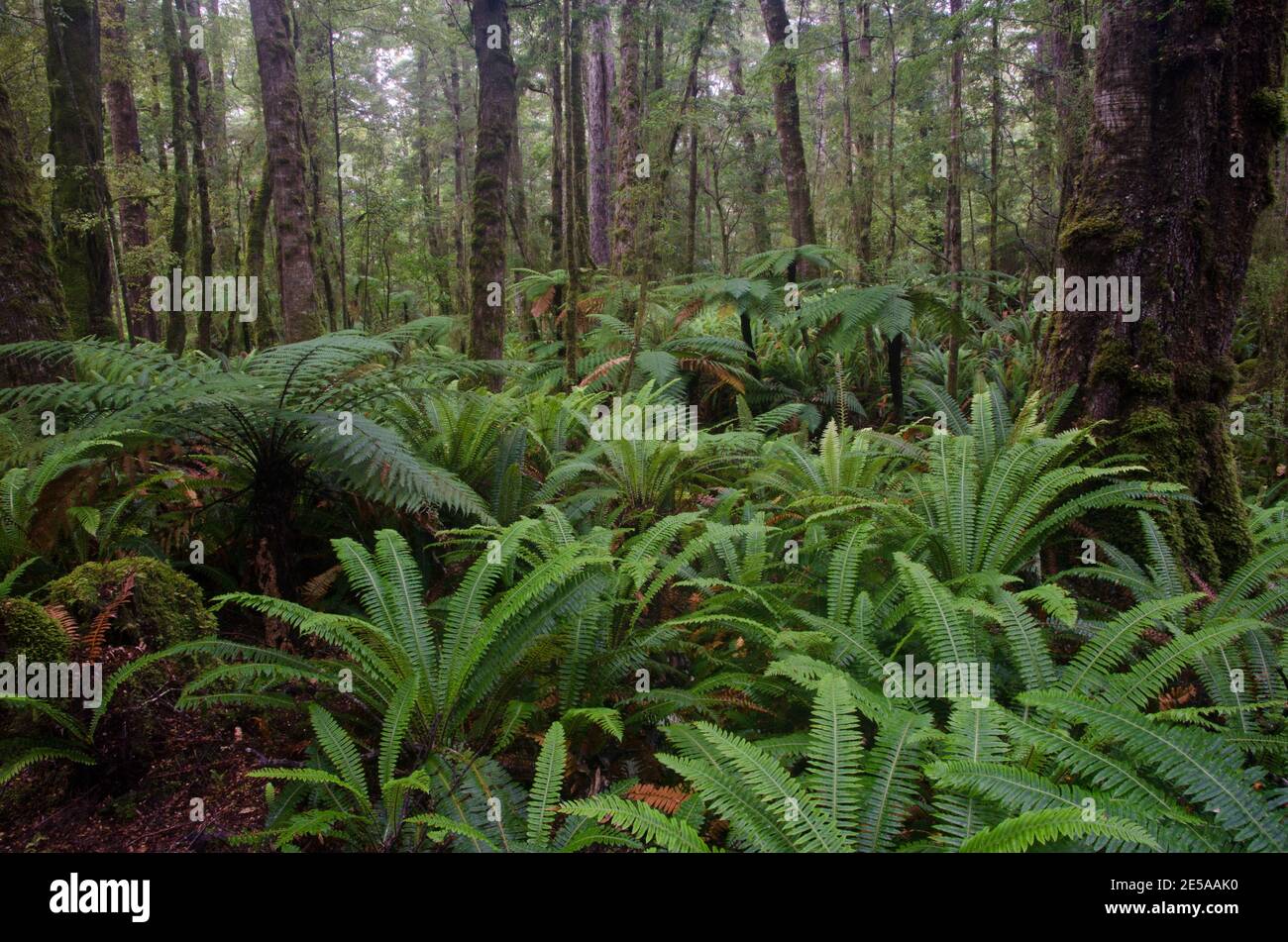 Forêt tropicale avec fougères d'arbres de Nouvelle-Zélande Dicksonia squarrosa et fougères de couronne Lomaria se décolorent. Parc national de Fiordland. Île du Sud. Nouvelle-Zélande. Banque D'Images