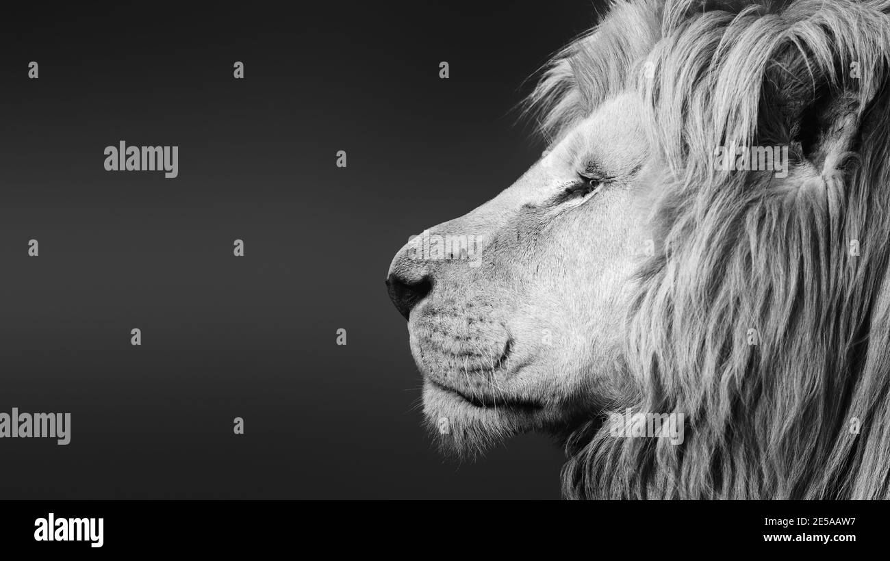 Grand lion mâle blanc ( Panthera leo ) portrait noir et blanc de côté de visage gros plan avec espace de texte. Stock Banque D'Images