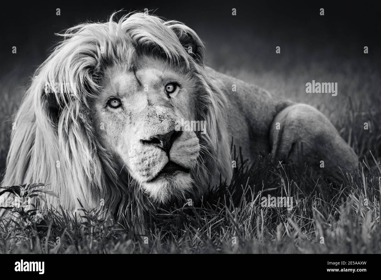 Grand lion blanc (Panthera leo) portrait en noir et blanc gros plan très focalisé Banque D'Images