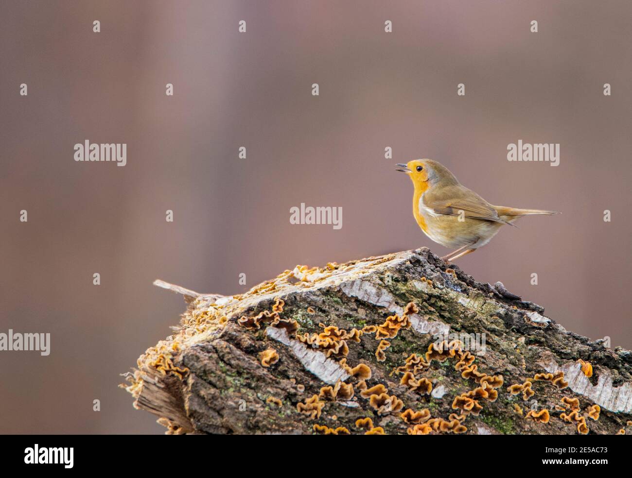 Robin européenne, erithacus rubecula, perchée dans une campagne britannique en rondins avec un coucher de soleil rose soyeux Banque D'Images