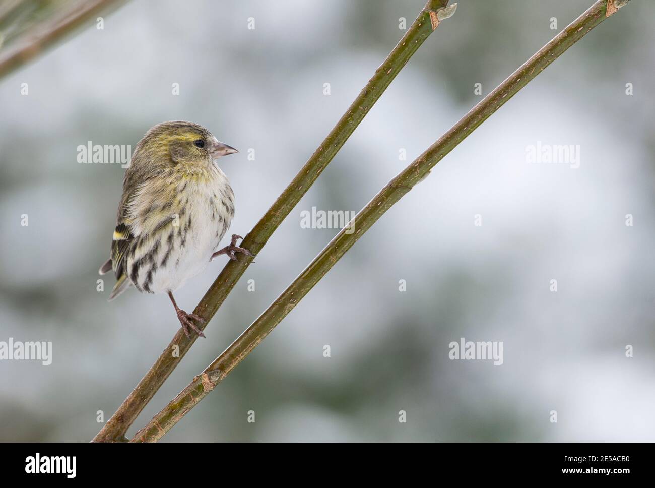 Siskin eurasien (Carduelis spinus), premier oiseau d'hiver perché dans un arbre Banque D'Images