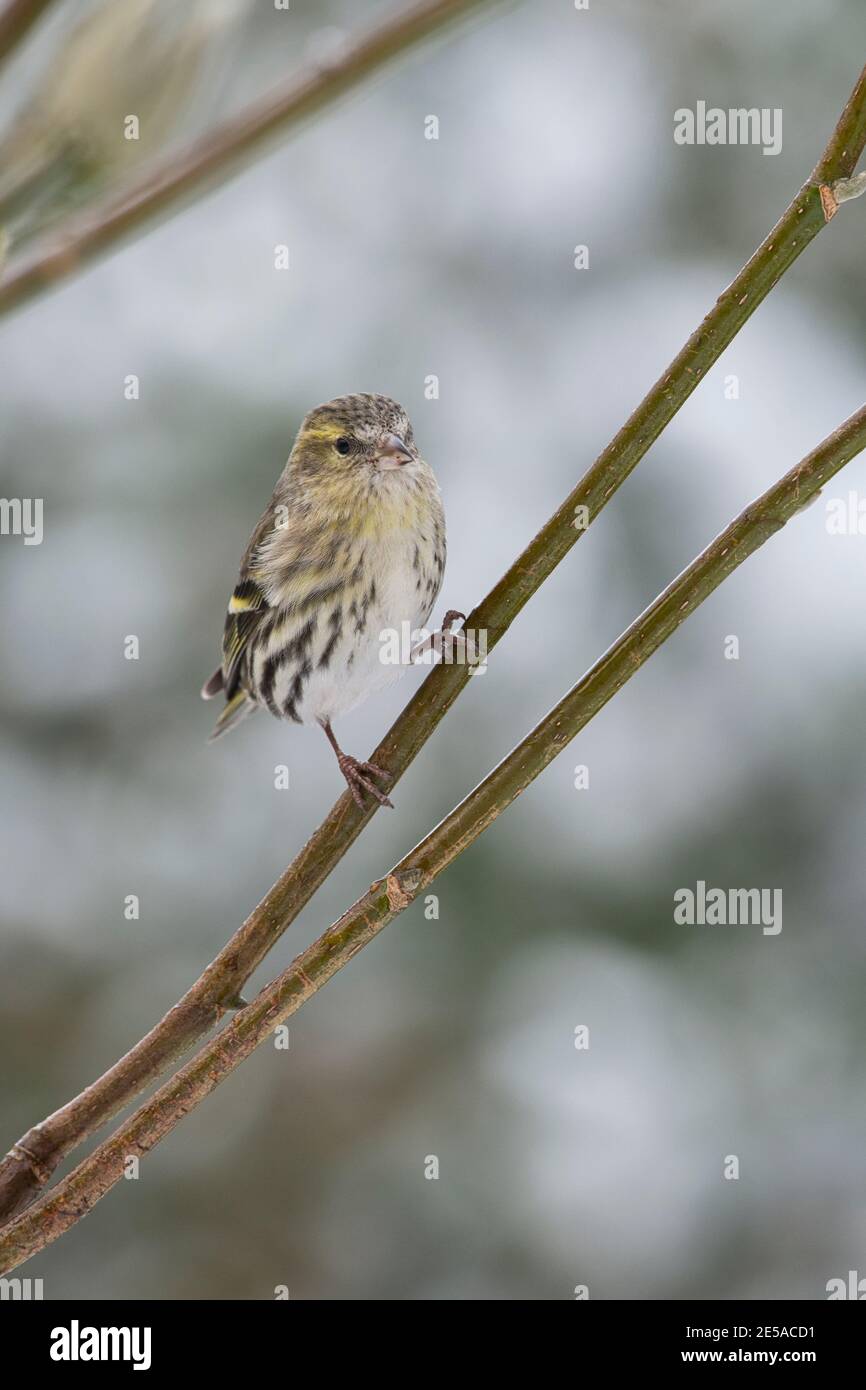 Siskin eurasien (Carduelis spinus), premier oiseau d'hiver perché dans un arbre Banque D'Images