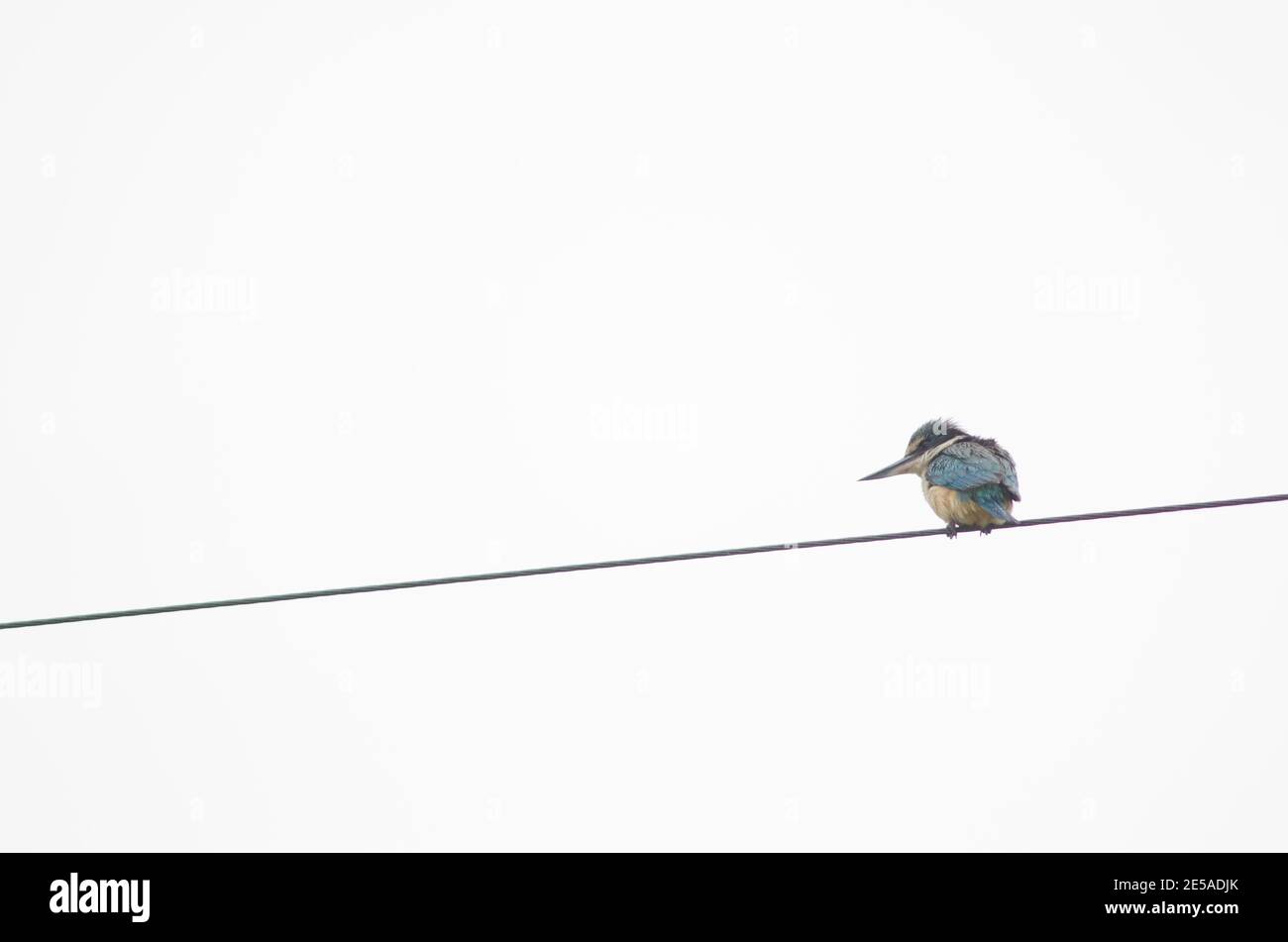 Le kingfisher sacré Tobraphus sanctus vagans sur un câble électrique. Entrée des vérins. Péninsule d'Otago. Otago. Île du Sud. Nouvelle-Zélande. Banque D'Images