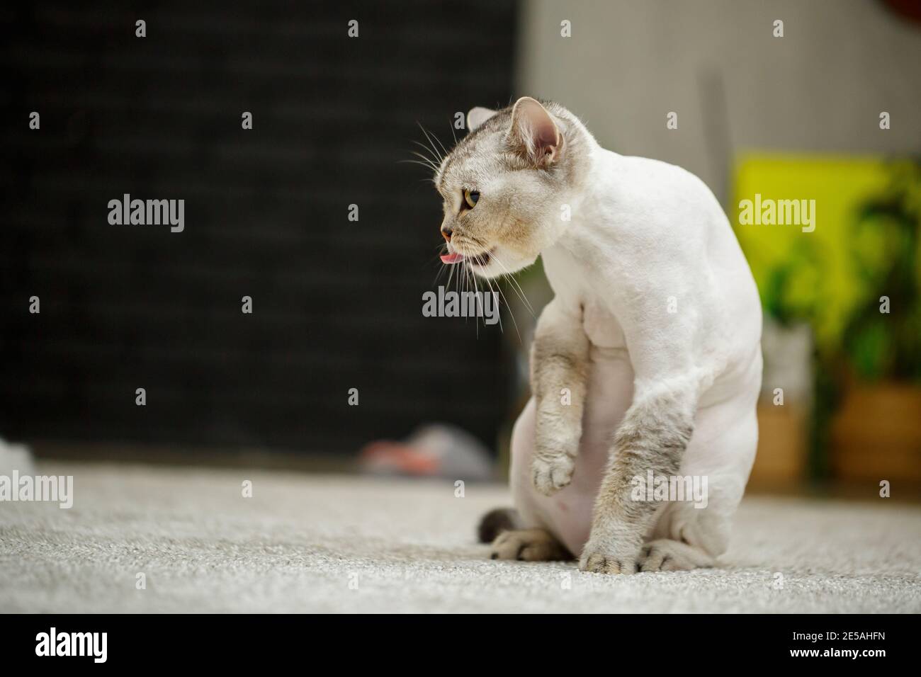 Beau Gris Ecossais Pliure Chat Coupe De Cheveux De Chat Avec Les Cheveux Rases Sur Le Corps Coupe De Cheveux D Animal De Compagnie Photo Stock Alamy