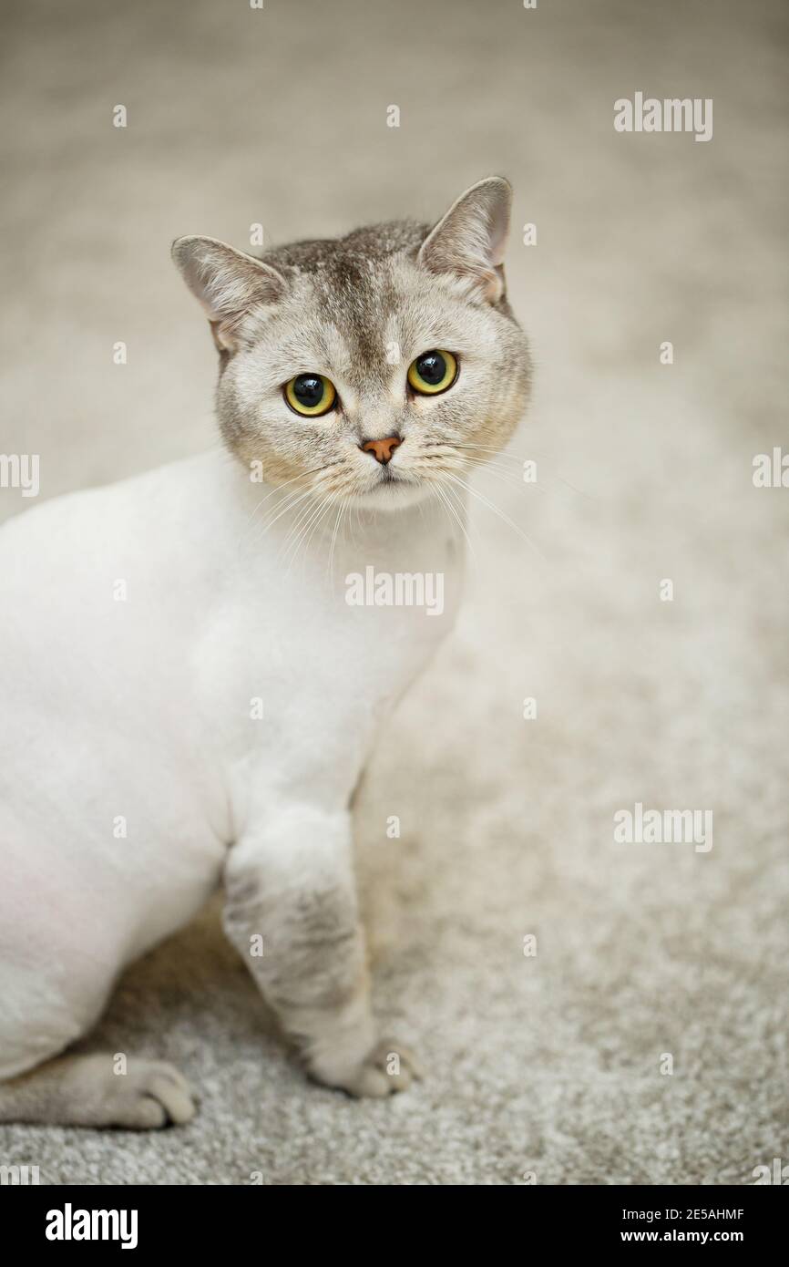 Beau Gris Ecossais Pliure Chat Coupe De Cheveux De Chat Avec Les Cheveux Rases Sur Le Corps Coupe De Cheveux D Animal De Compagnie Photo Stock Alamy