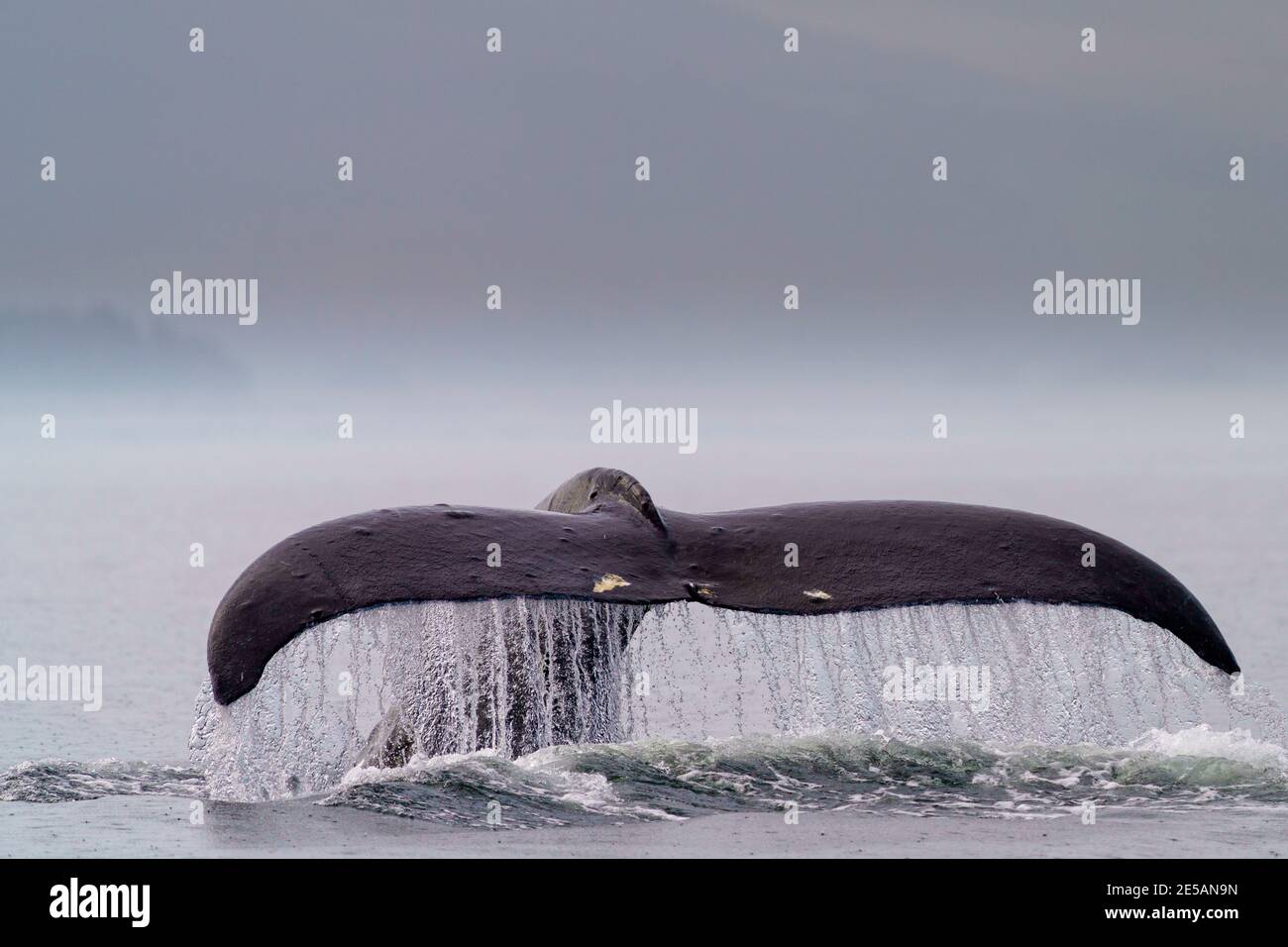 La baleine à bosse (Megaptera novaaeangliae) a nommé Domino levant sa queue-fluke avant de partir pour une plongée plus profonde, lors d'une journée de pluie au large de l'île Malcolm près de la Th Banque D'Images