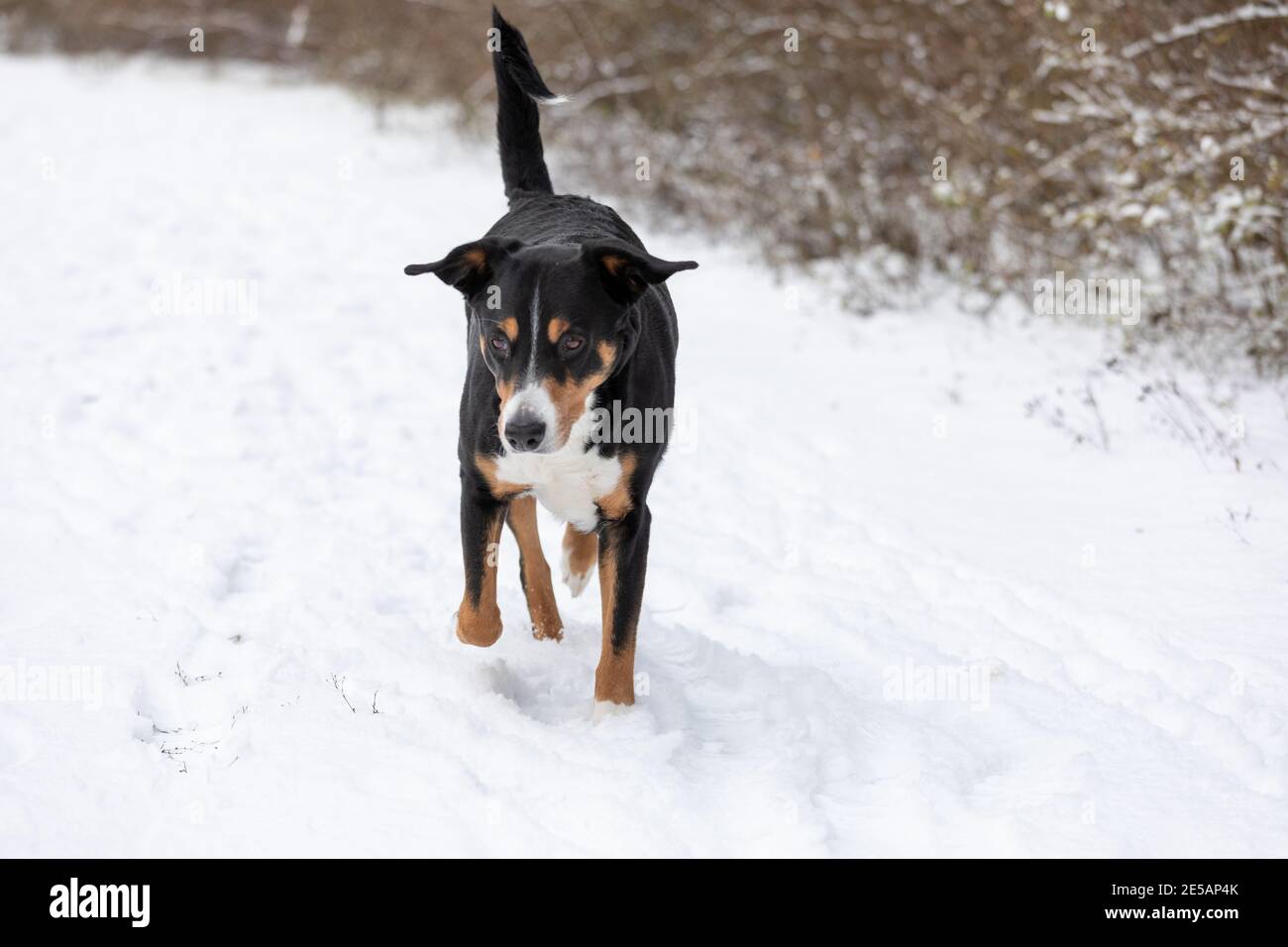 Mignon (appenzeller sennenhund) Promenade en chien dans la neige Banque D'Images