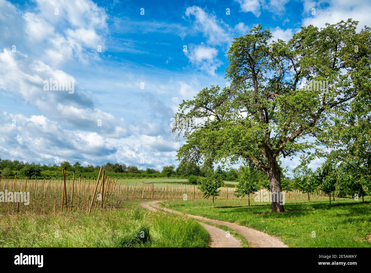 Paysage de campagne, avec herbe verte et arbres. Magnifique paysage rural avec route de campagne, vue panoramique. Banque D'Images