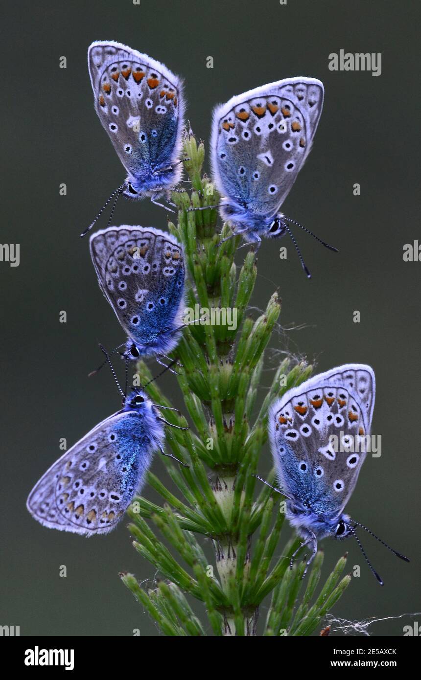 Papillons bleu commun au repos Banque D'Images