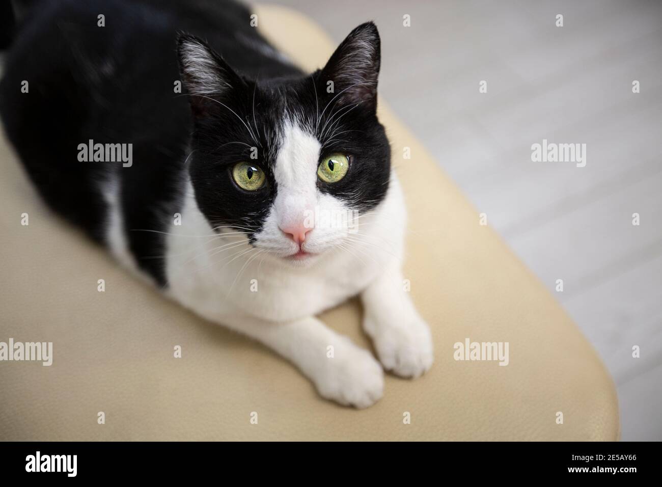 le chat noir et blanc se trouve et regarde la cam ra Photo Stock