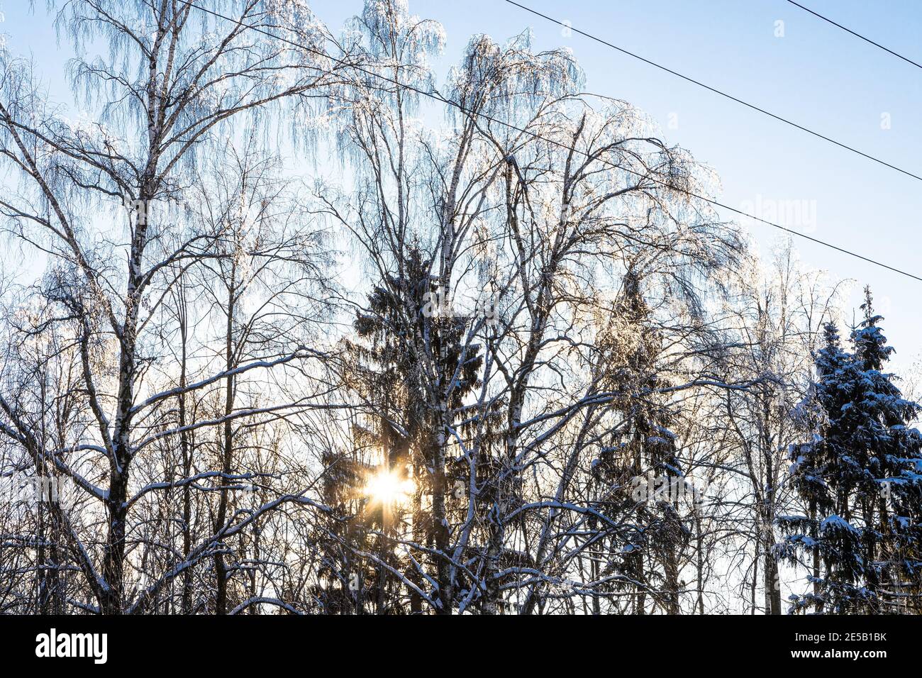 le soleil couchant brille à travers des branches d'arbres gelés dans le parc de la ville en hiver Banque D'Images