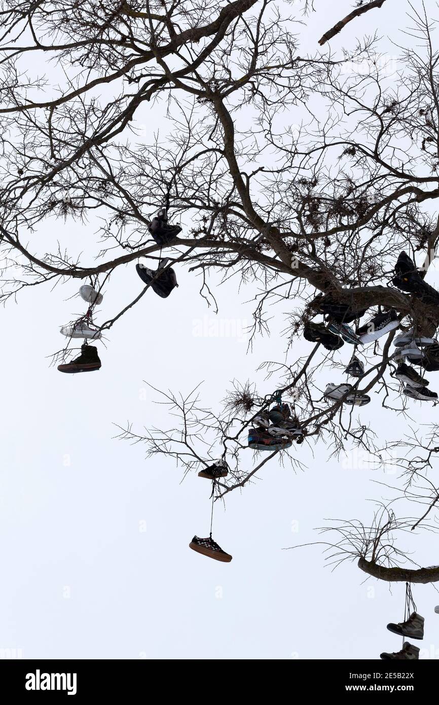Ontario Canada. Collection de chaussures suspendues dans un arbre. Banque D'Images