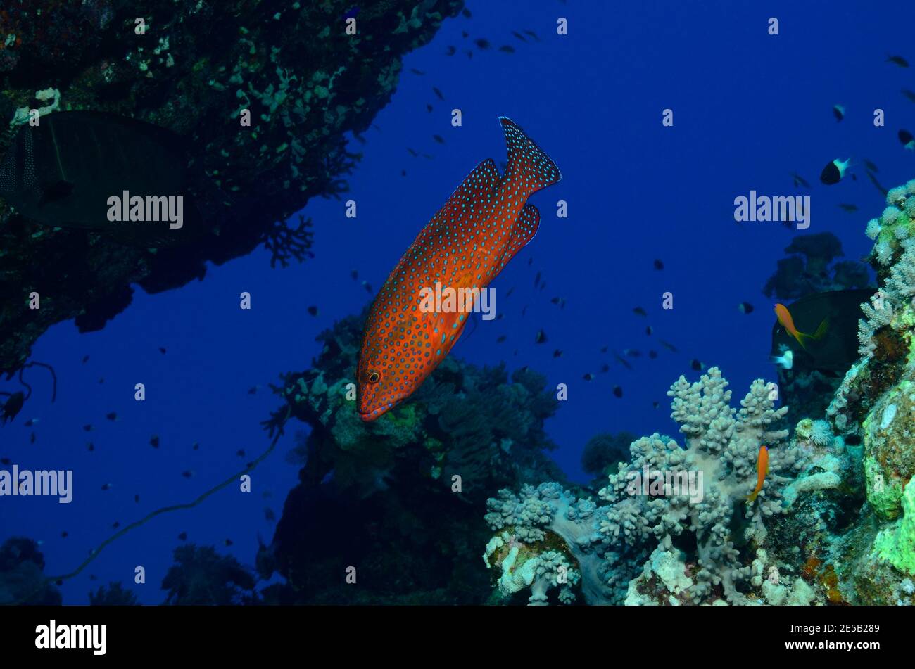 Cephalophalis miniata, écorce de corail, mérou de corail, Juwelenbarsch, Juwelen-Zackenbarsch, Plage de Coraya, Rotes Meer, Ägitten, Mer Rouge, Egypte Banque D'Images