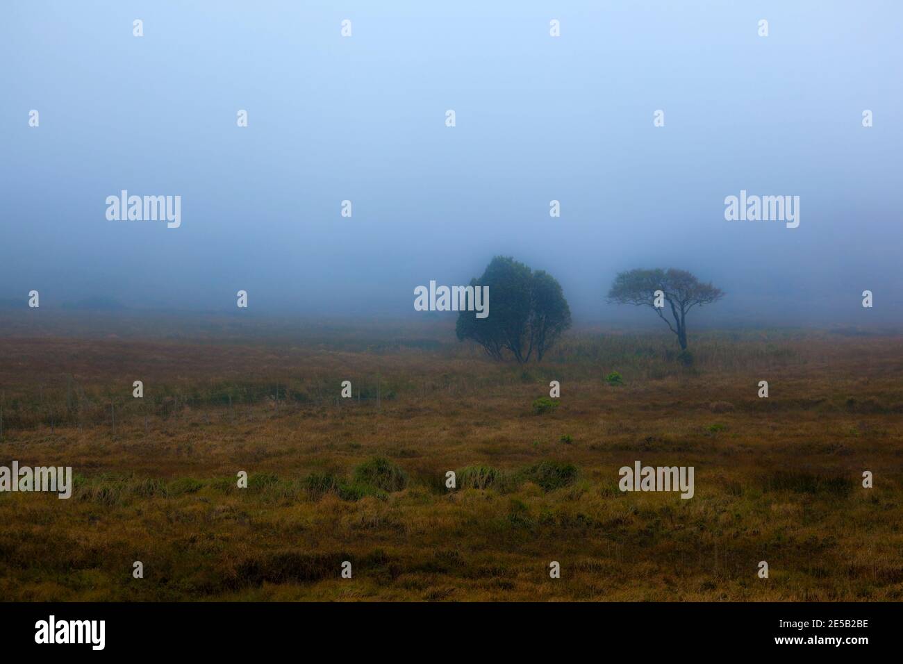 Deux arbres dans un brouillard d'automne, sur le Kerry Way, Torc Mountain, Kerry, Irlande Banque D'Images