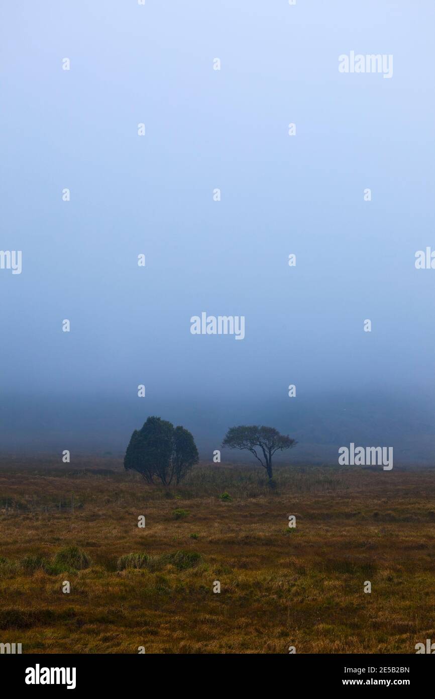 Deux arbres dans un brouillard d'automne, sur le Kerry Way, Torc Mountain, Kerry, Irlande Banque D'Images
