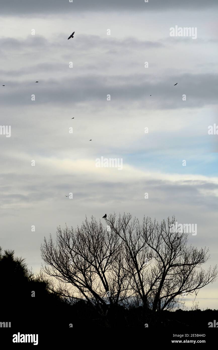 Les Ravens perchent dans un arbre sans feuilles et s'envolent lentement dans le ciel au-dessus du sud-ouest américain près de Santa Fe, Nouveau-Mexique. Banque D'Images