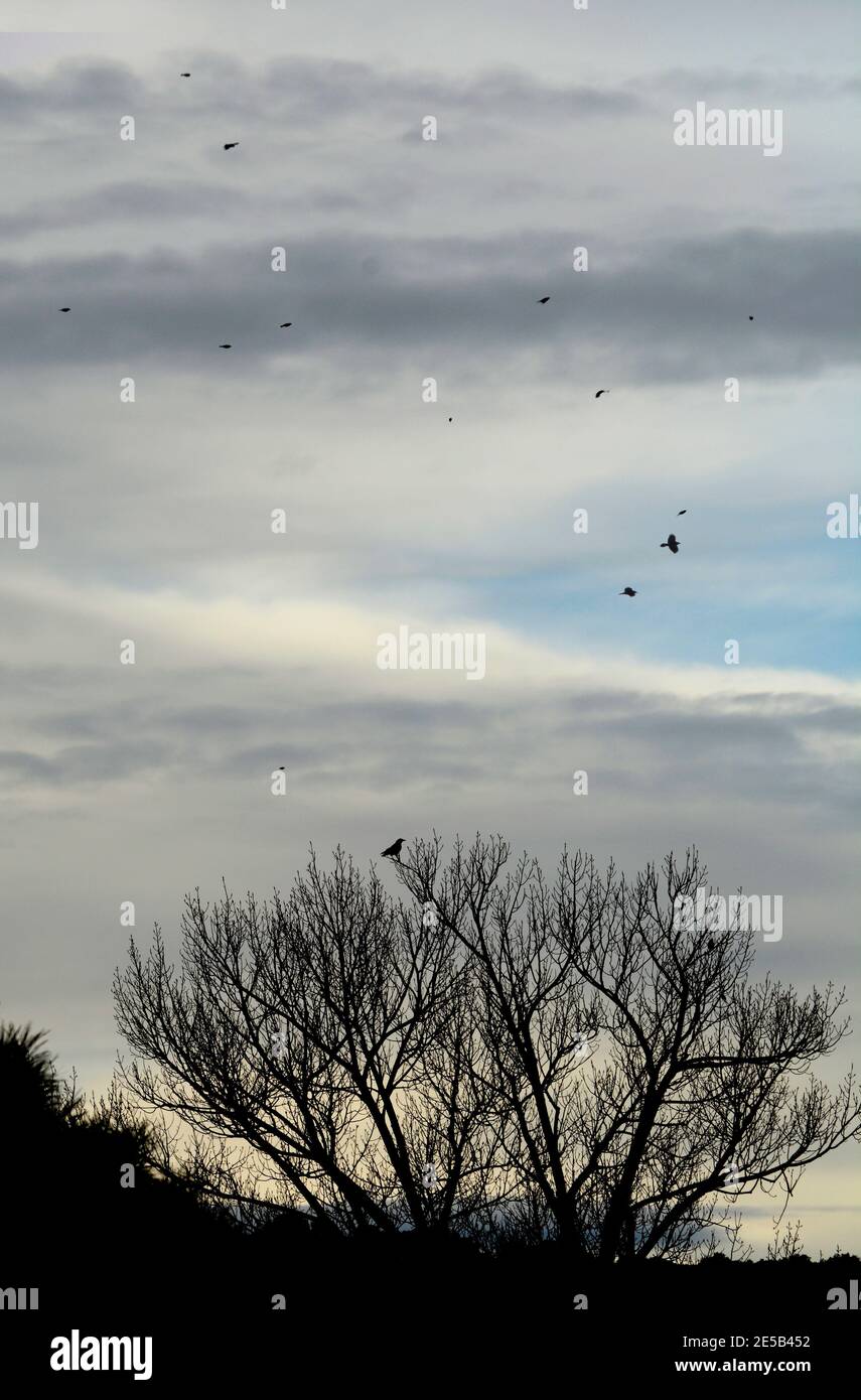 Les Ravens perchent dans un arbre sans feuilles et s'envolent lentement dans le ciel au-dessus du sud-ouest américain près de Santa Fe, Nouveau-Mexique. Banque D'Images