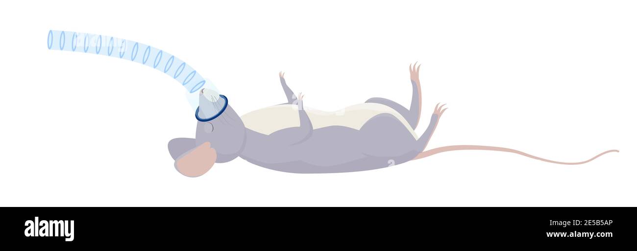 Rat ou souris grise avec anesthésie par inhalation, concept d'opération chirurgicale médicale. Illustration d'une caricature vétérinaire. Ventilation pulmonaire non invasive Illustration de Vecteur