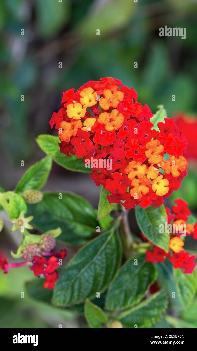 plante avec de petites fleurs rouges-jaunes, gros plan Photo Stock - Alamy