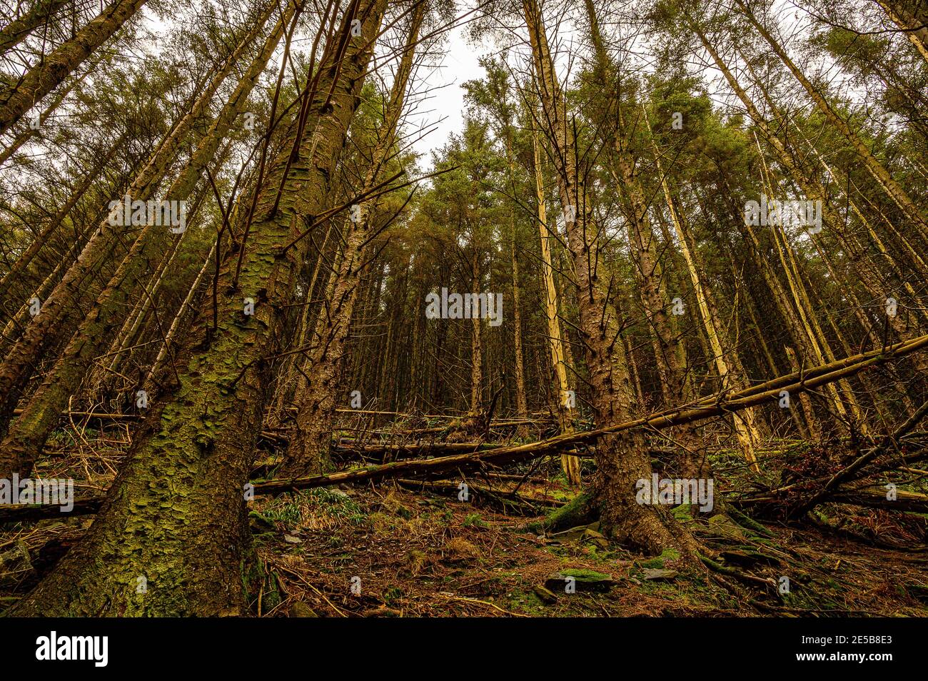 De grands arbres à Whinsecond dans la forêt. Banque D'Images