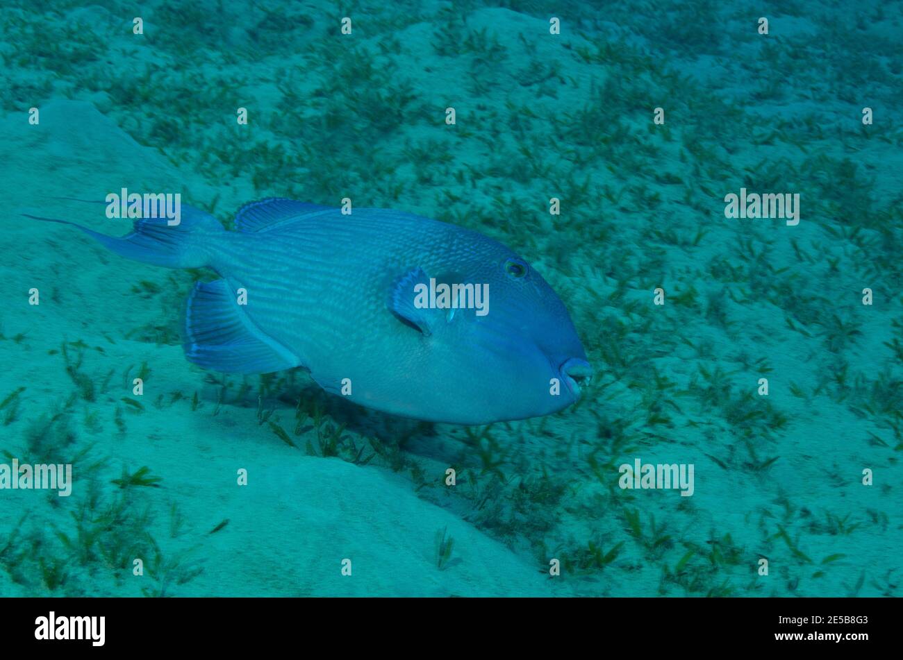 Pseudobalistes fuscus, triggerfish bleu, Blauer Drückerfisch, Blaustreifen-Drückerfisch, Coraya Beach, Rotes Meer, Ägitten, Mer Rouge, Egypte Banque D'Images