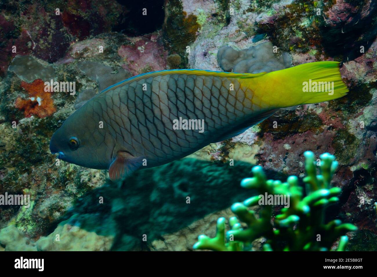 Scarus ferrugineus, Parrotfish rouillé, Rost-Papageifisch, Coraya Beach, Rotes Meer, Ägitten, Mer Rouge, Egypte, femme, Weibchen Banque D'Images