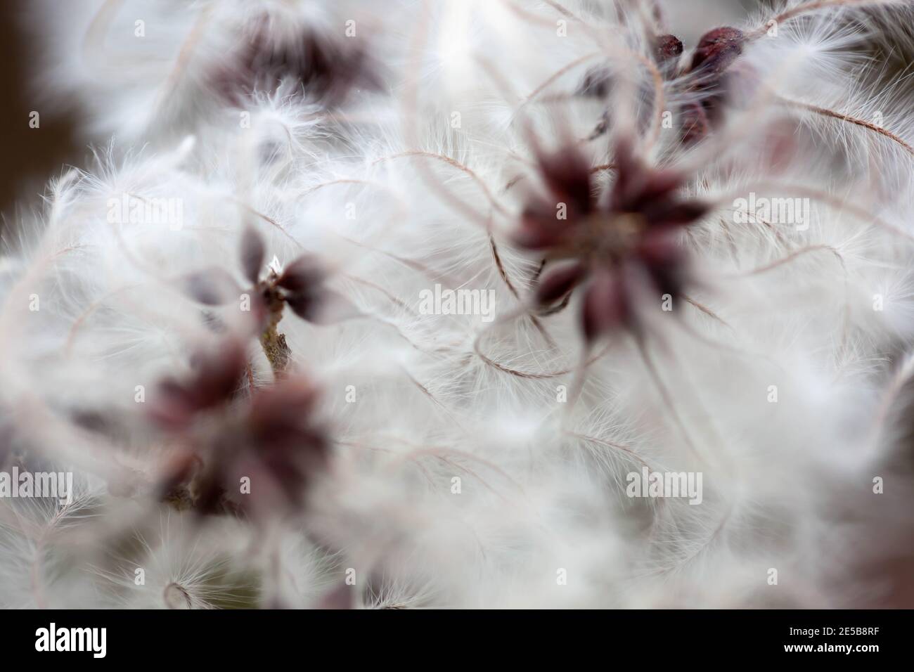 Nature concept - haute résolution Macro de coton herbe / Eriophorum polystachion / Scirpus angustifolius de la famille Sedge Banque D'Images