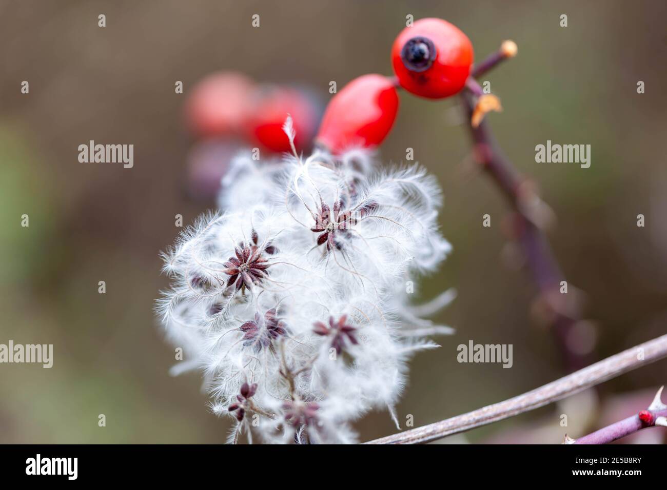 Concept de l'environnement et de la nature - Macro en coton herbe / Eriophorum polystachion / Scirpus angustifolius de la famille Sedge Banque D'Images