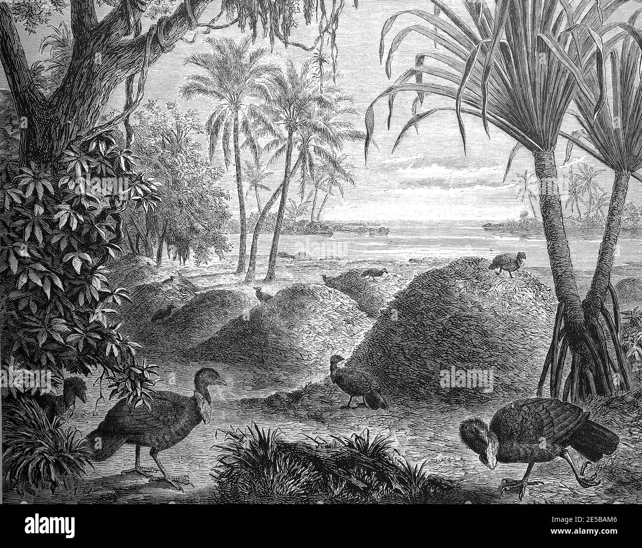 Sites de reproduction de poulets à bec rouge, poulets à grandes pattes, en Nouvelle-Guinée, 1880 / Brutstätten der Rotschnabel-Talegalla Hühner, Großfußhühner, à Neuguinea, 1880, Historisch, historique, numérique reproduction améliorée d'un original du XIXe siècle / digitale Reprodukvoreiner 19. Jahrhundert, Banque D'Images