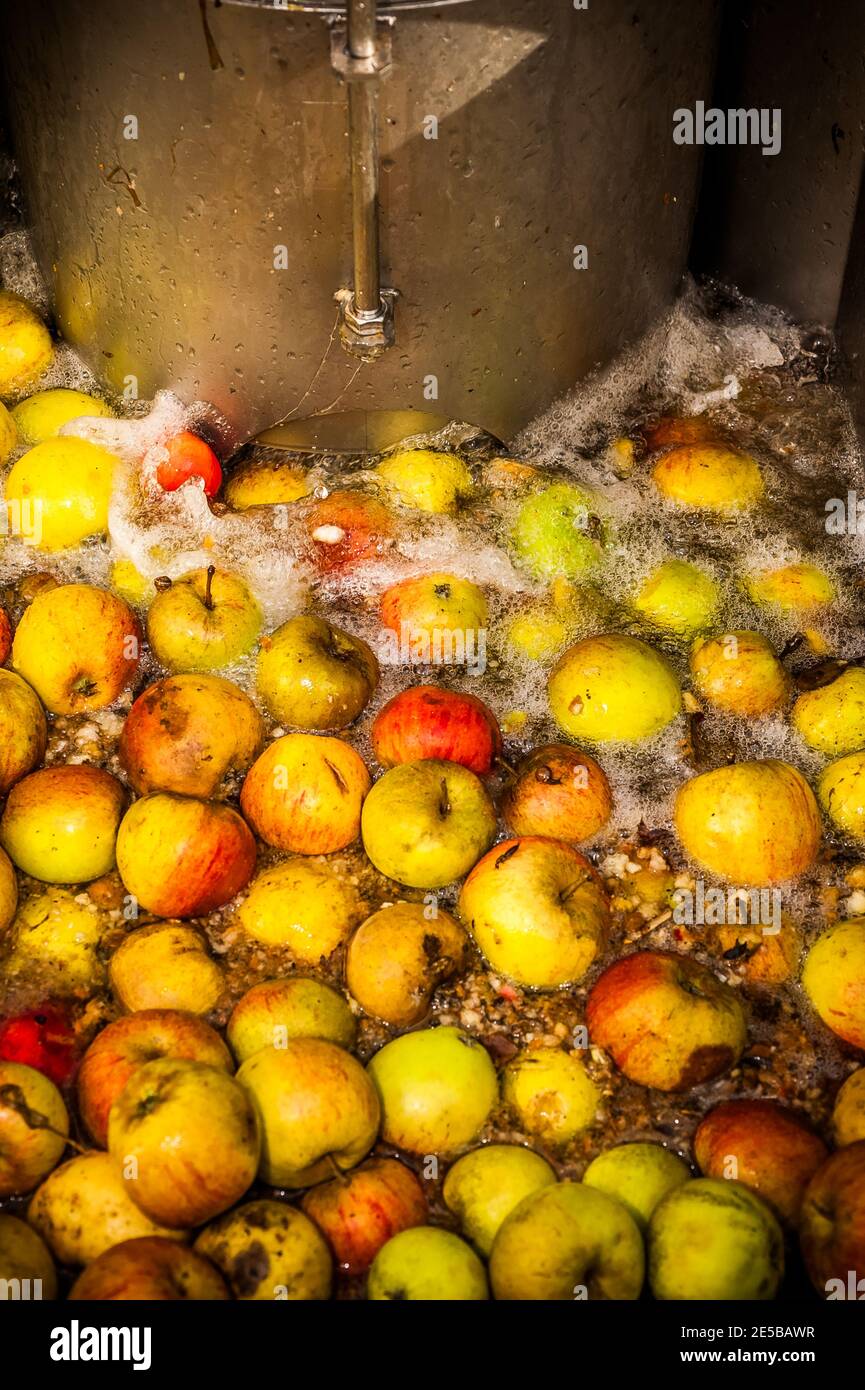 Les pommes étant lavées dans une cuve en préparation pour être pressées et transformées en cidre. Banque D'Images